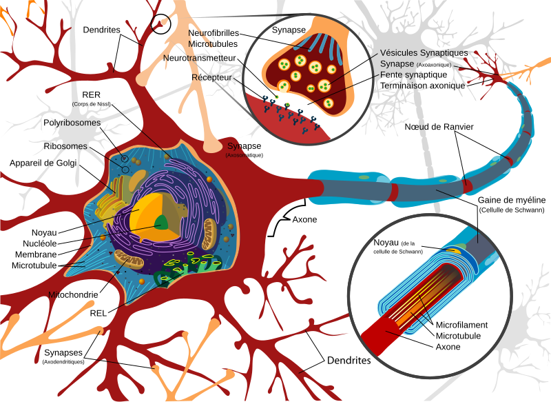neurone biologique